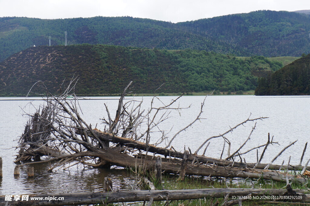 湖畔枯木 山水间的静谧景象