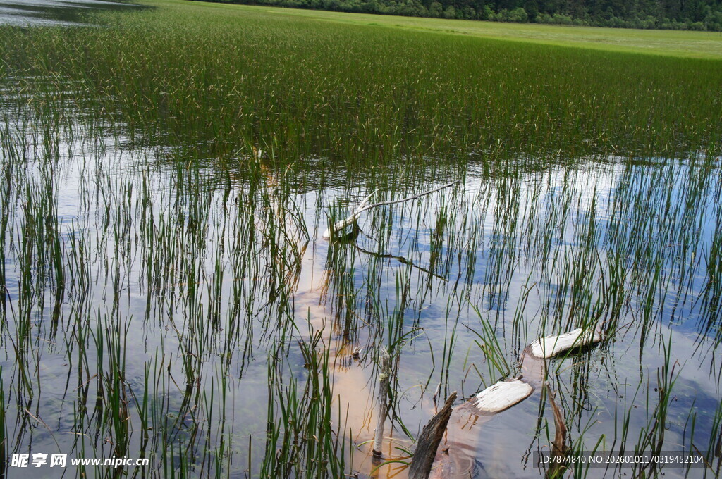 湖畔浅滩处的枯木与水草