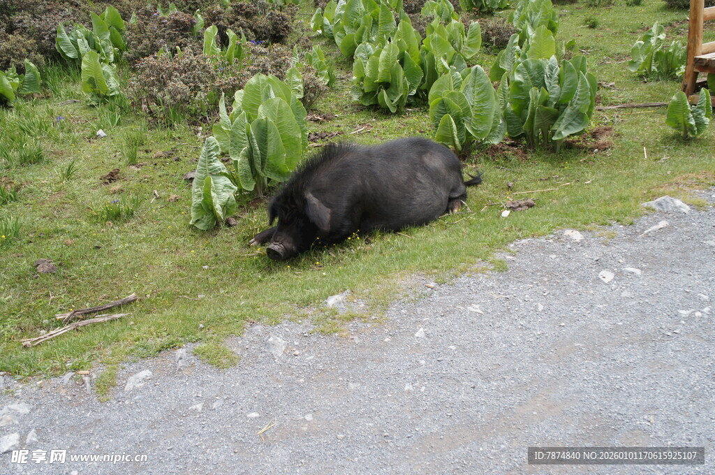 路边休憩的黑猪
