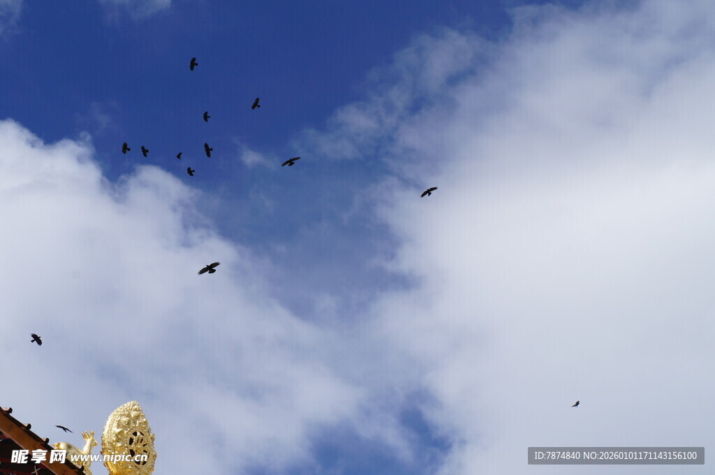 天空中飞翔的众多鸟儿