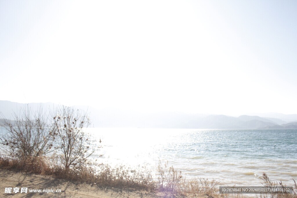 海边枯苇 静谧阳光景致