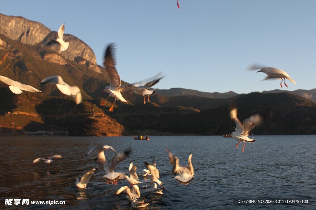 湖畔群鸟纷飞的美丽景象