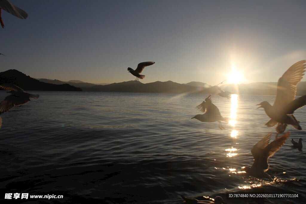 夕阳下飞鸟掠过波光水面