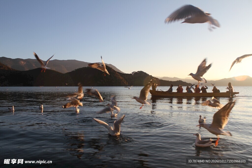 湖畔群鸟飞翔的美丽瞬间