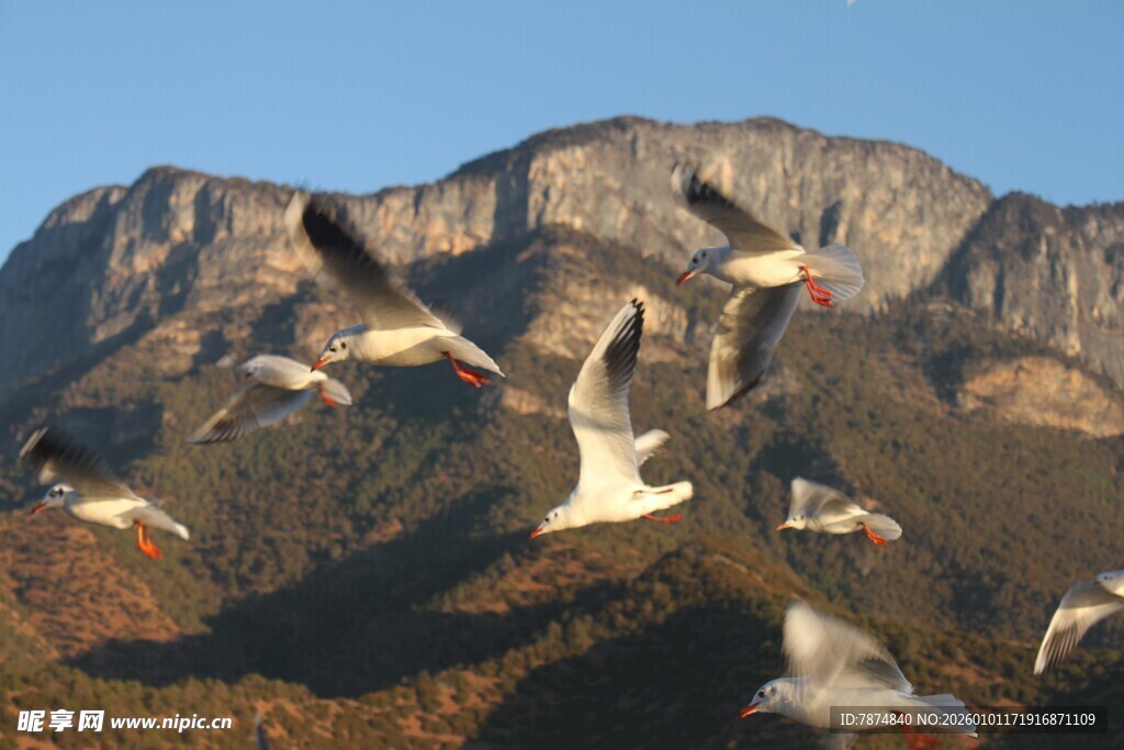 群鸟翱翔于山峦之上