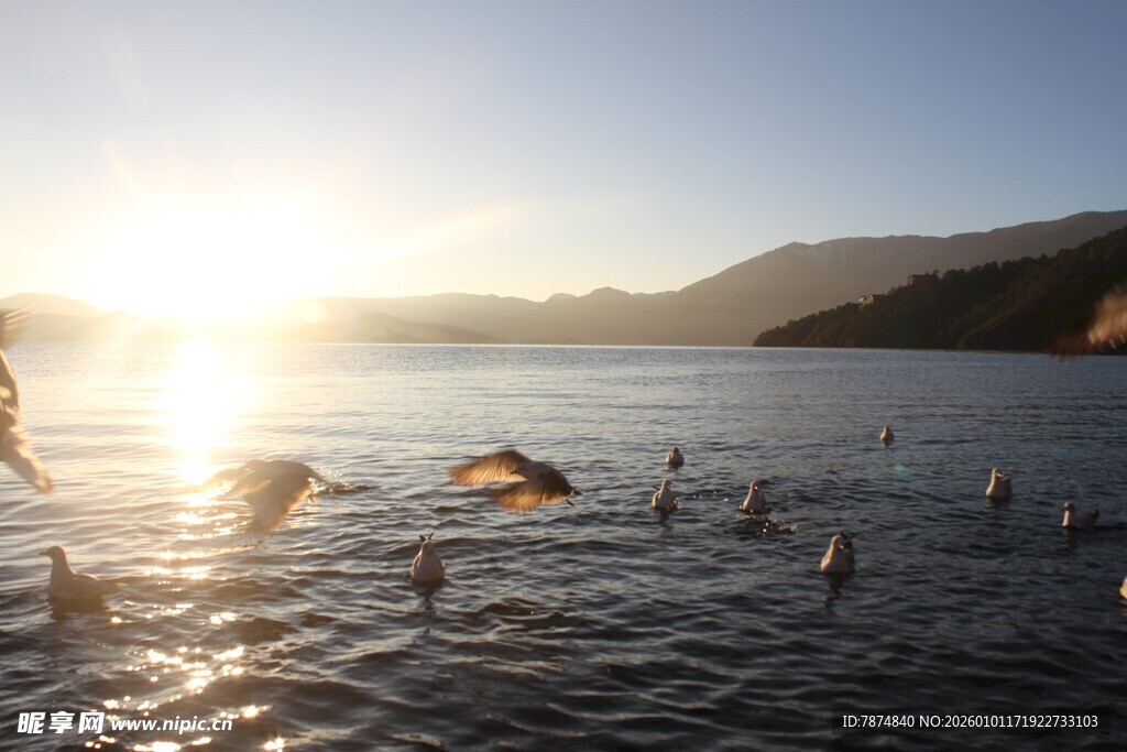 夕阳下湖面飞鸟嬉戏