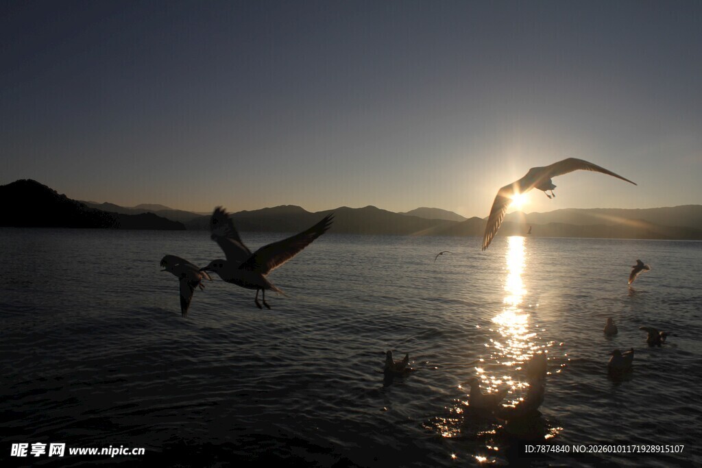 夕阳下飞鸟掠水的美景