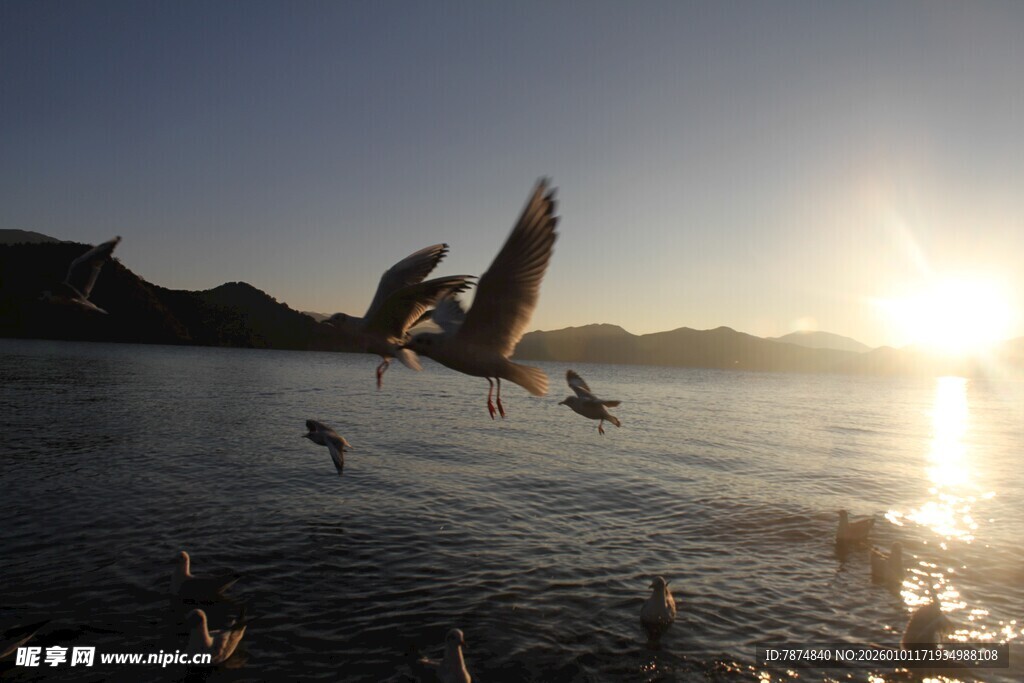 夕阳下群鸟飞翔于水面