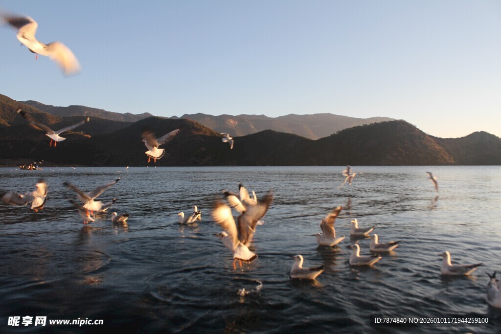 湖畔群鸟飞舞的美丽景象