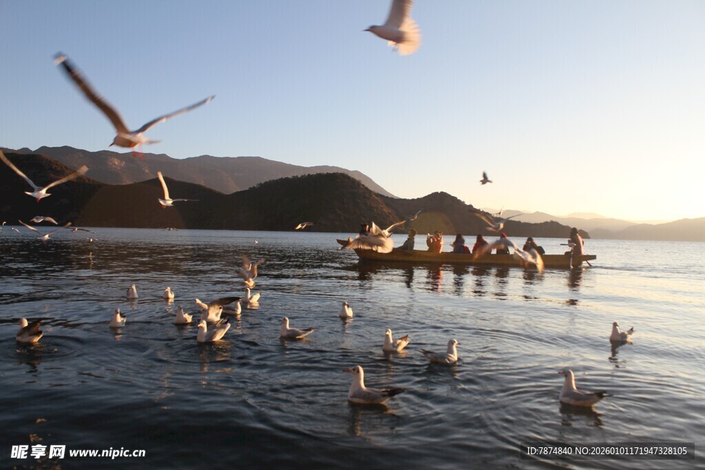 海边群鸟飞舞的美丽景象