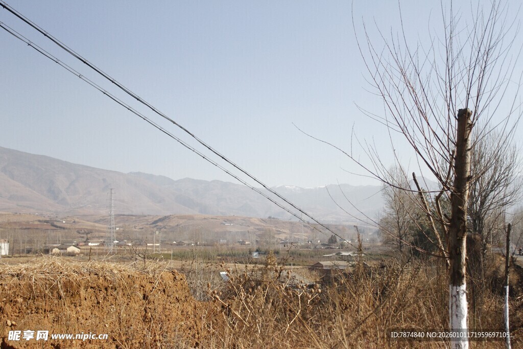 冬日旷野枯树与电线景观