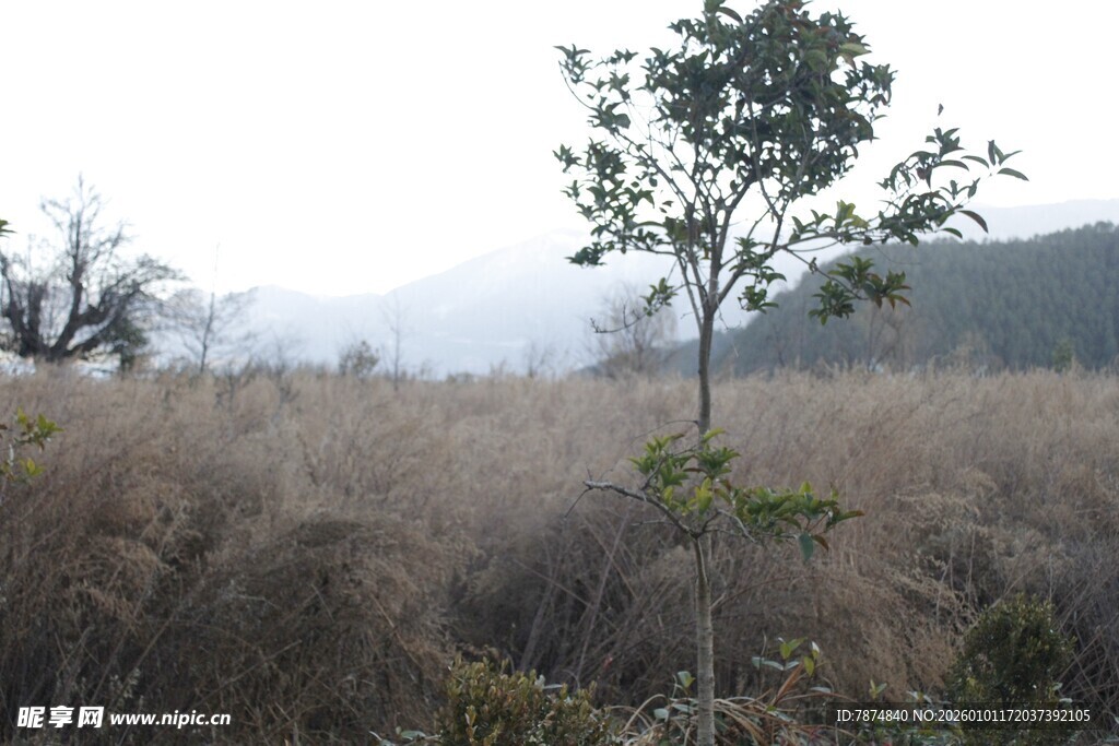 荒野中孤独挺立的小树