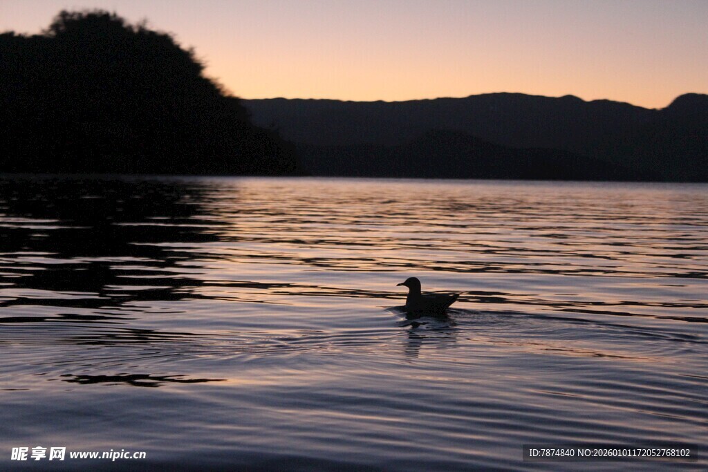 夕阳下湖面独游的鸭子
