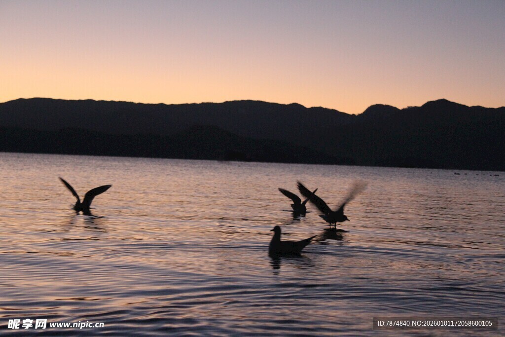 夕阳下湖面飞鸟嬉戏