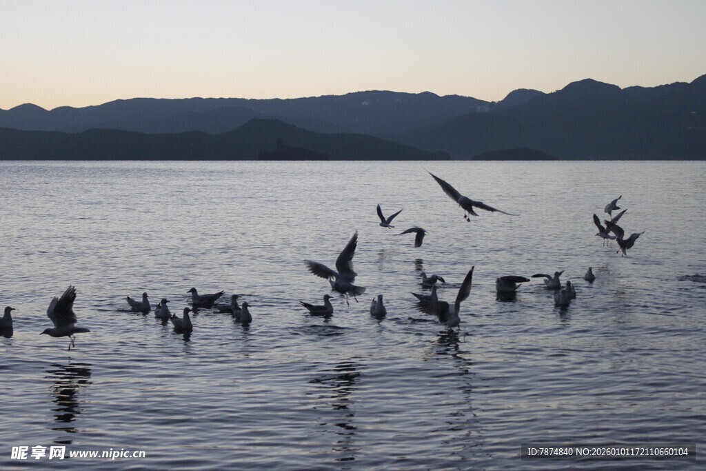 湖畔群鸟嬉戏图