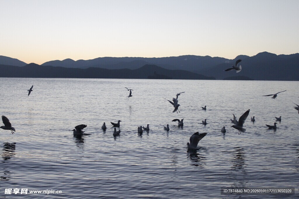 夕阳下群鸟嬉戏于水面
