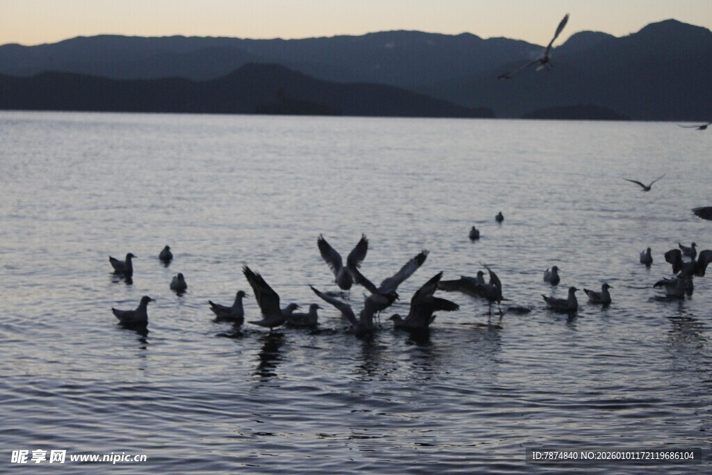 湖面上的鸟儿与枯木