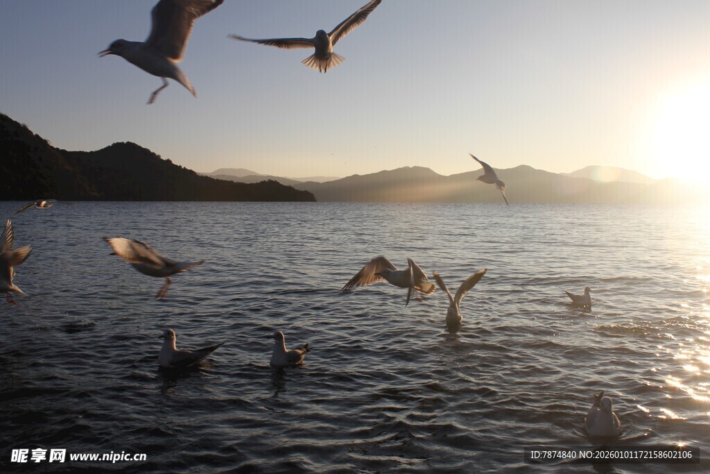 夕阳下海鸥在海面飞翔