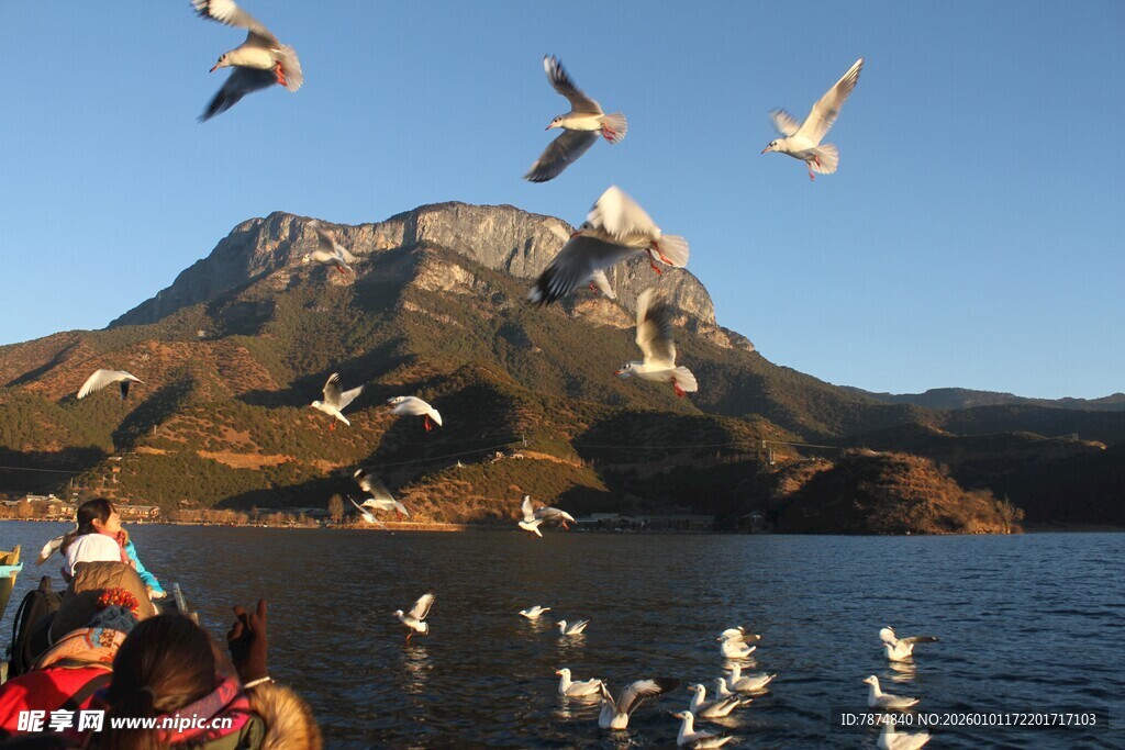 海上群鸥伴山景
