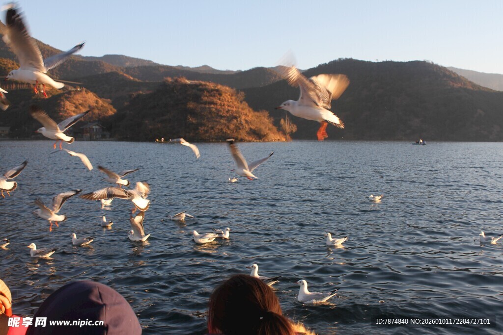 湖畔赏鸥景