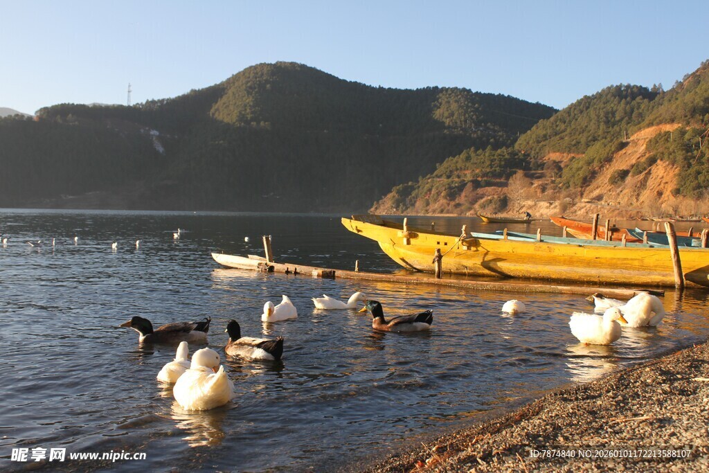 湖畔渔村 鸭群与船只美景