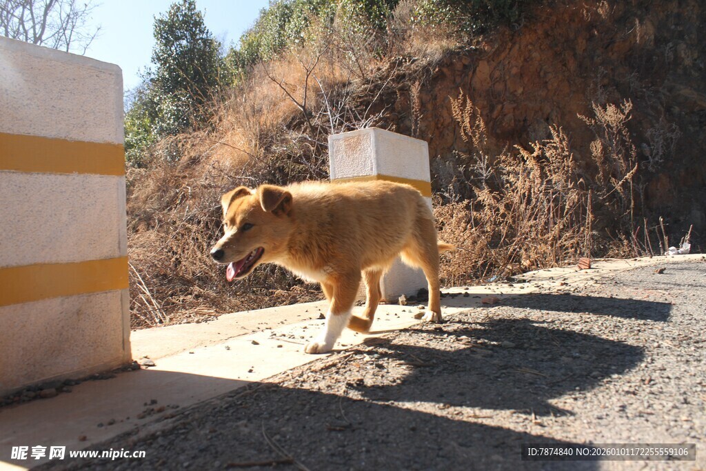 路边的黄狗