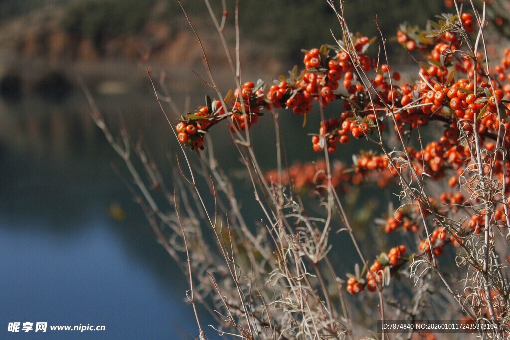 湖畔红果枝头俏