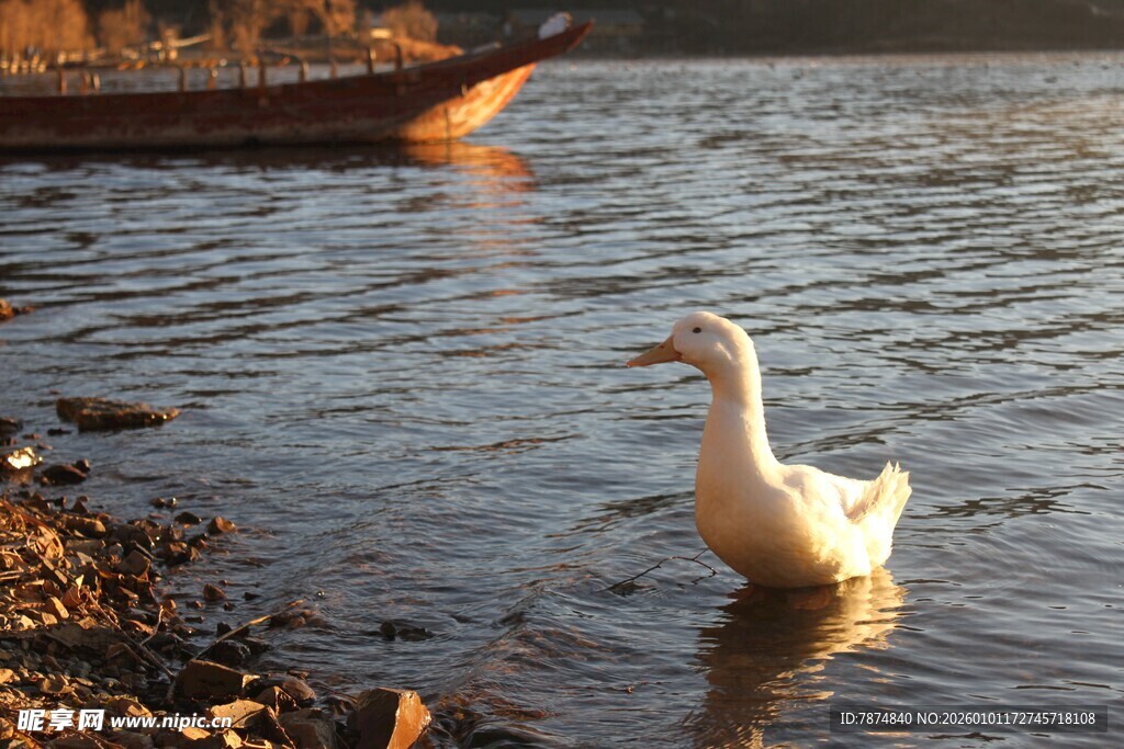 岸边浅滩的漫步白鹅