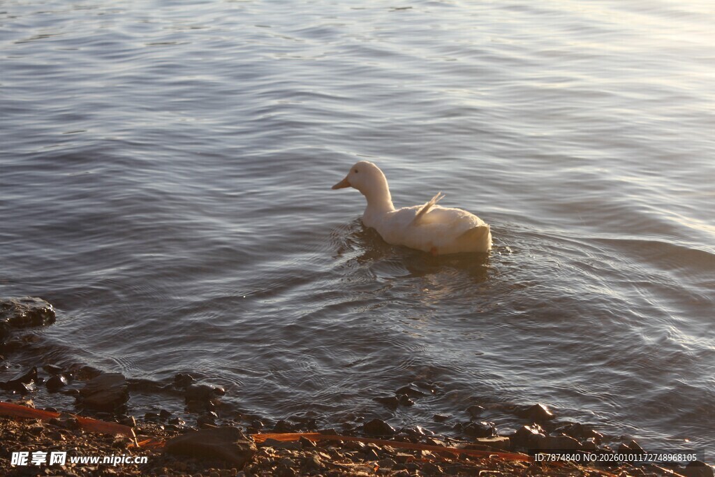 湖畔白鹅水中悠然漫步