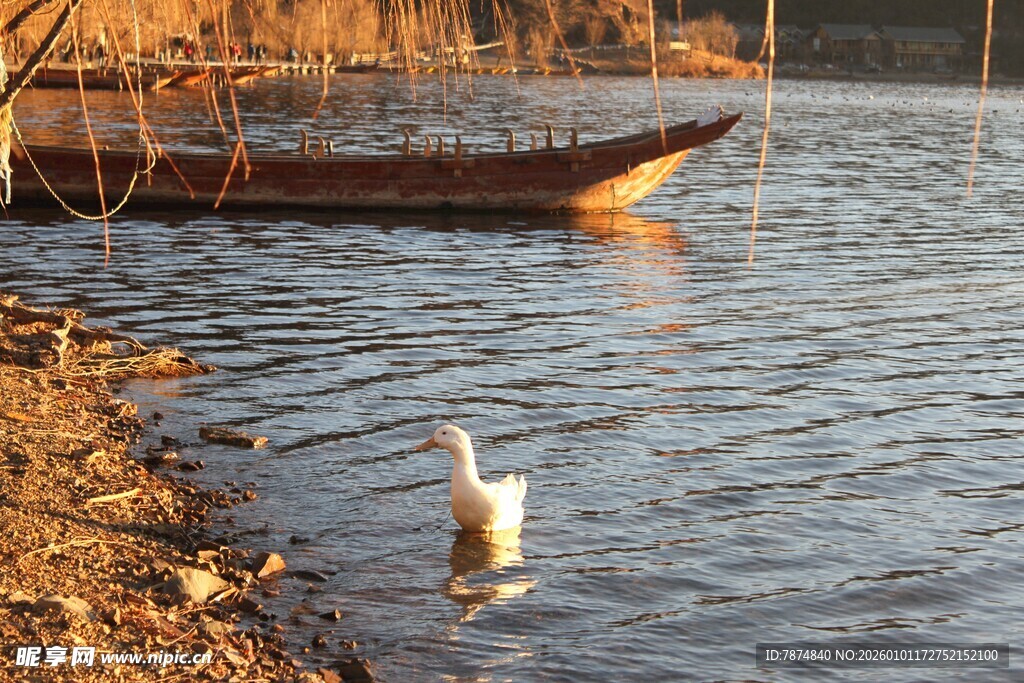 岸边水鸟与停泊小船
