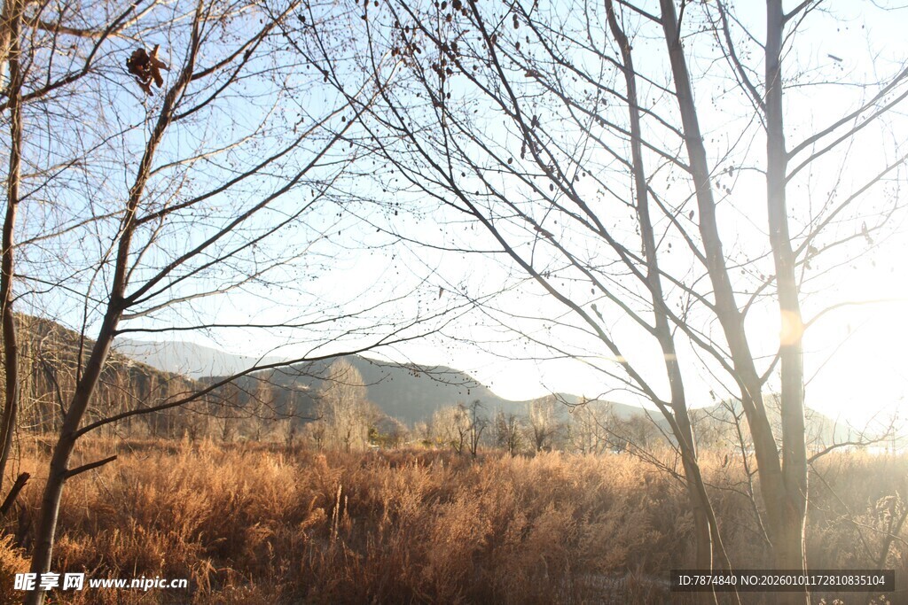 冬日林间阳光景致