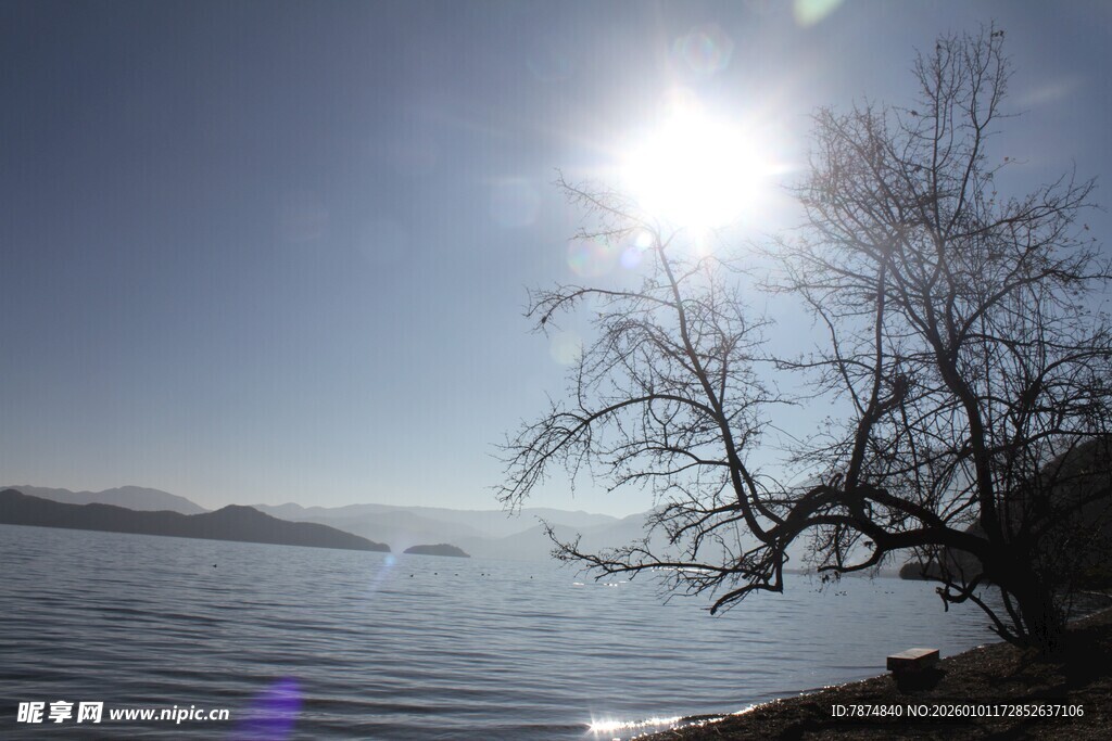 湖畔枯树映暖阳