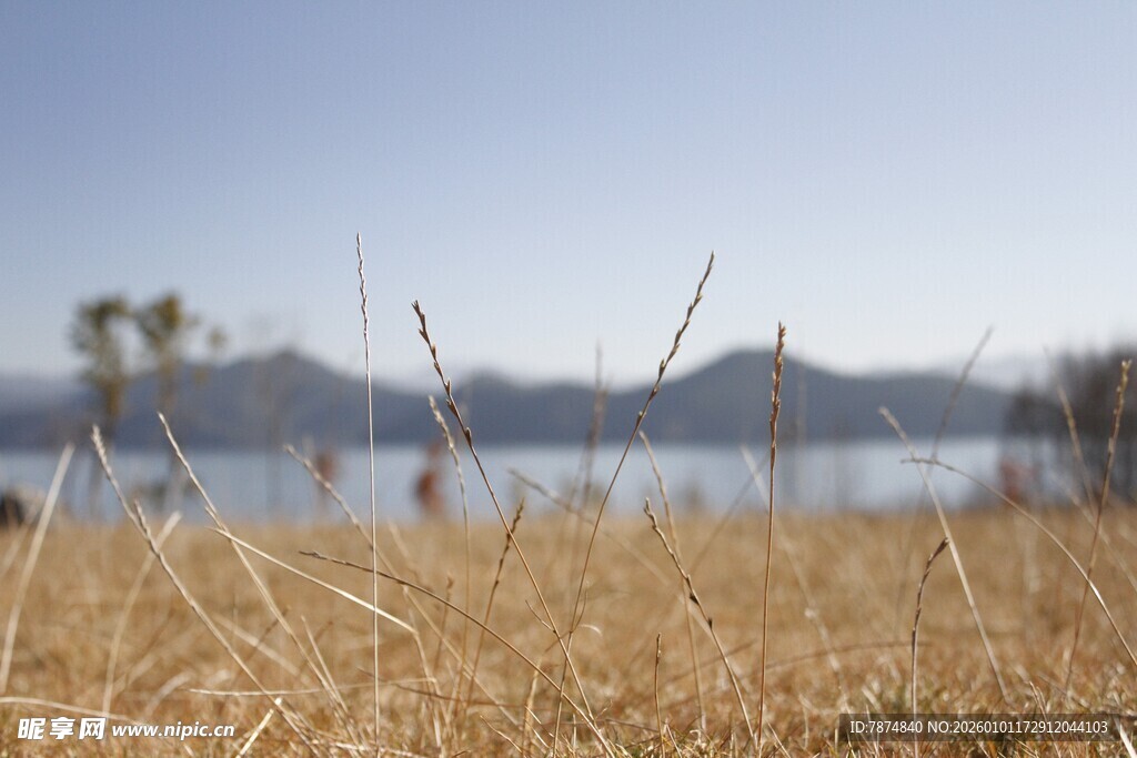湖畔枯草 远处山水朦胧