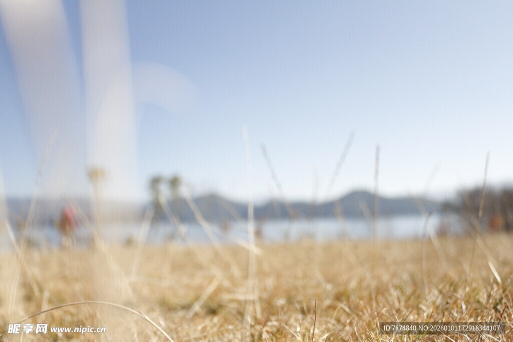 湖畔金黄草地远景风光