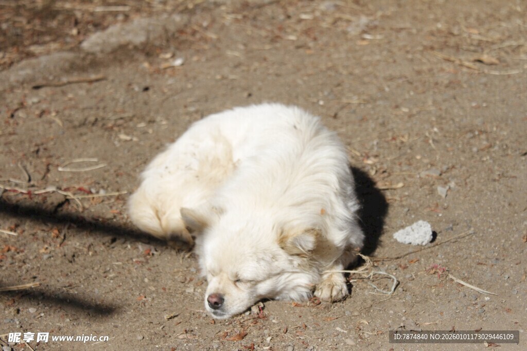熟睡的白色小狗