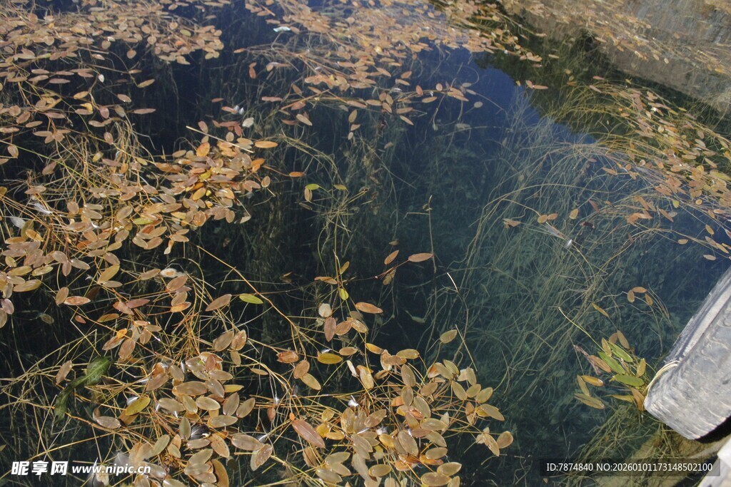池塘落叶景象