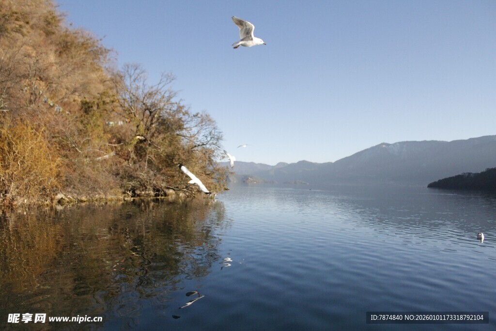 湖畔飞鸟 秋日静谧湖景