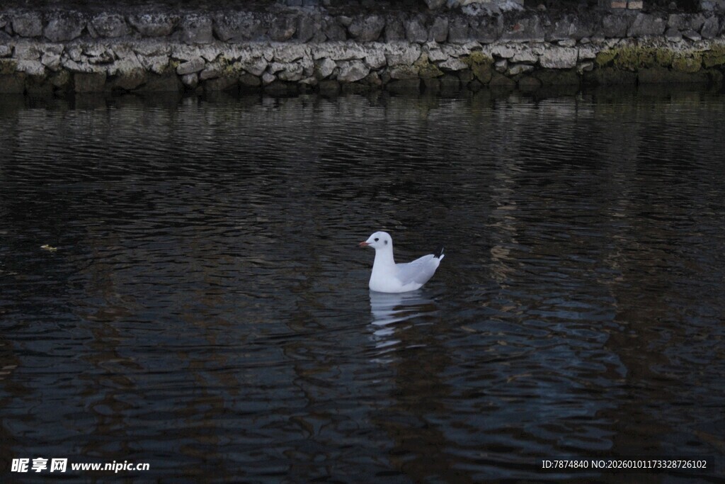 水中孤游的白鹅