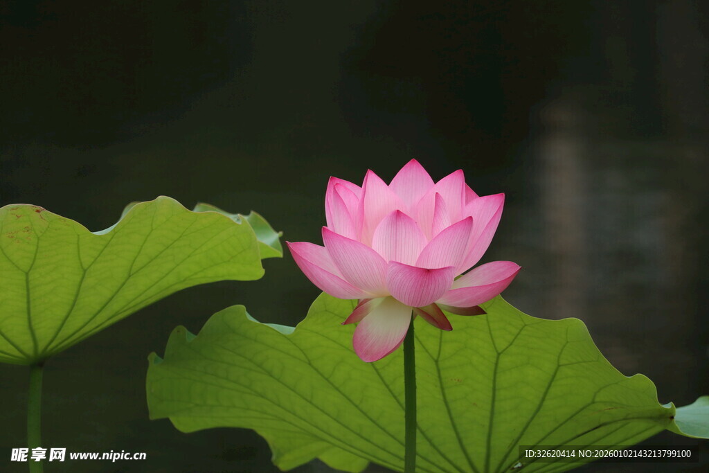娇艳荷花绽放绿叶间