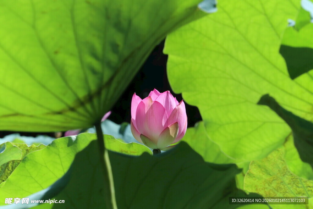 粉色荷花绽放于绿叶间