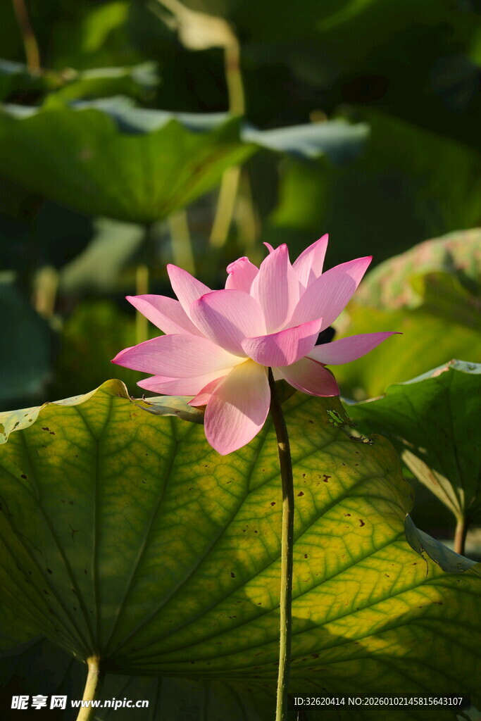 粉色荷花