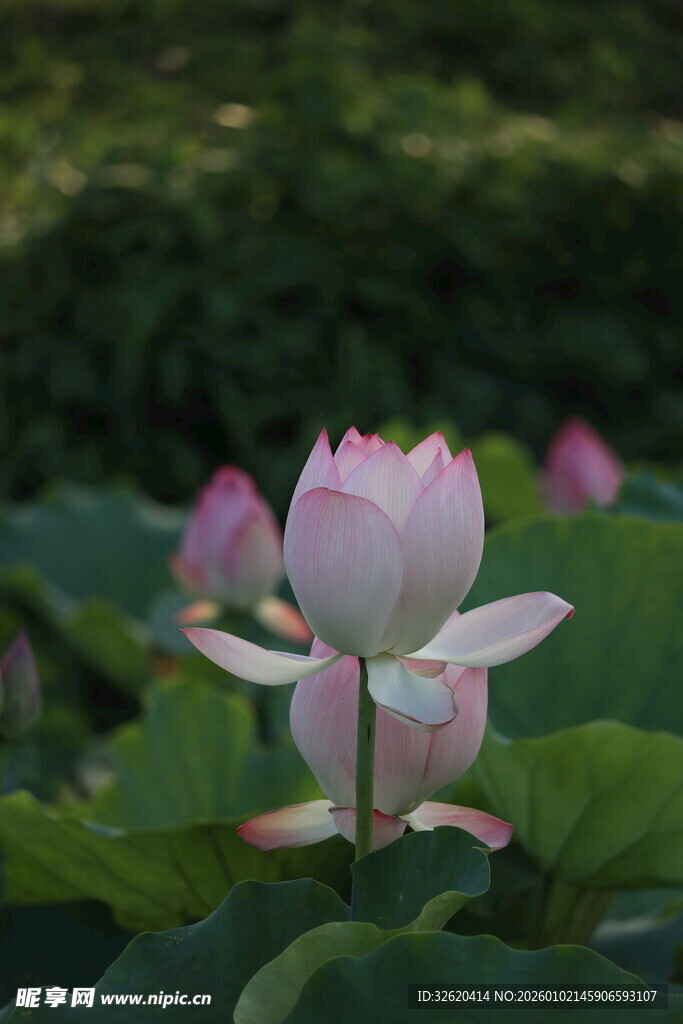 粉色荷花