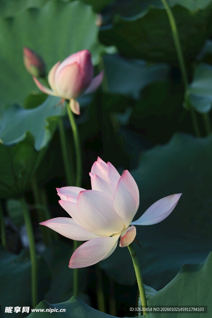 荷花与粉嫩花苞