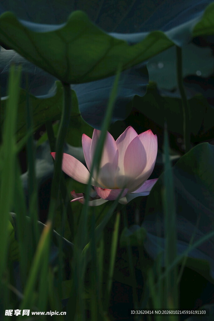 粉色荷花