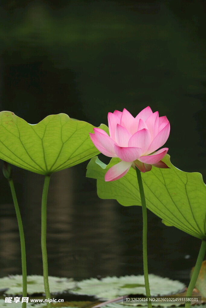 粉色荷花绽放于绿叶间