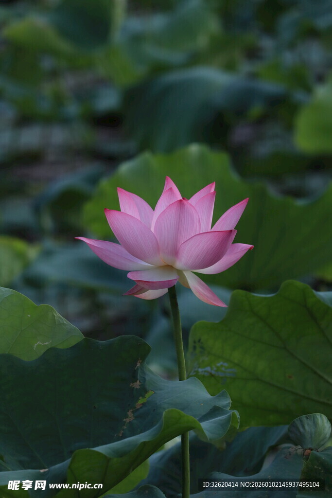 粉色荷花绽放于绿叶间