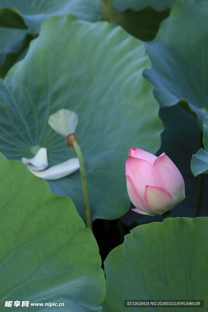 粉嫩荷花