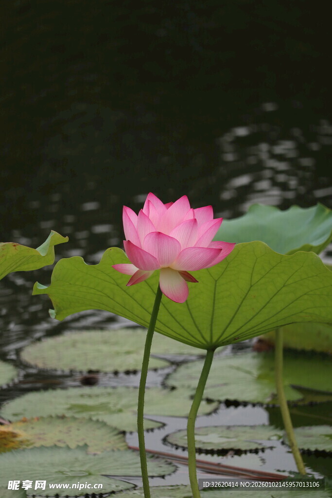 粉色荷花