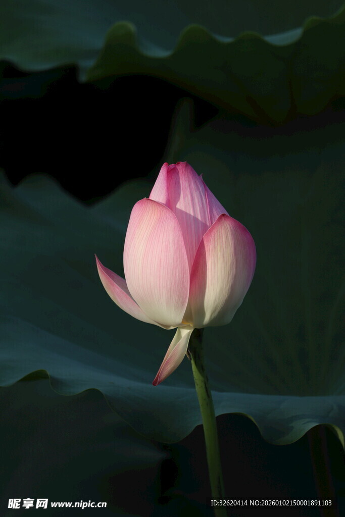 粉嫩荷花