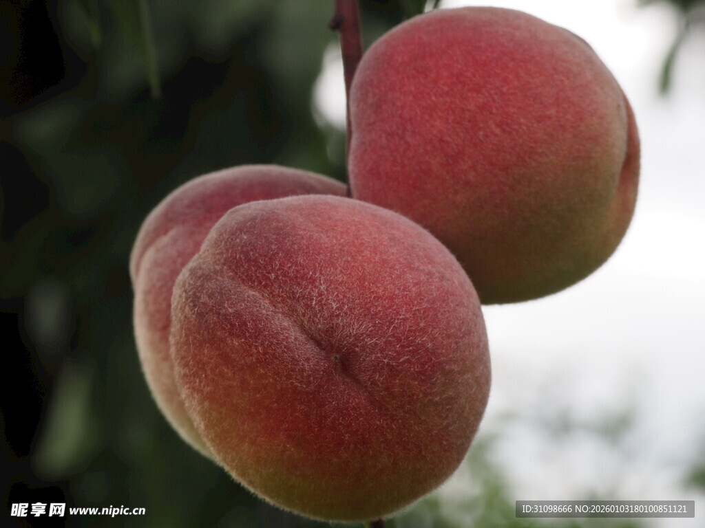 枝头粉嫩饱满的鲜桃